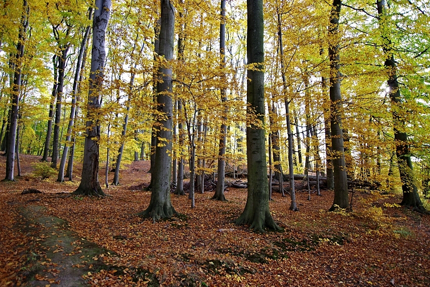 buczyna_trzebnica.jpg